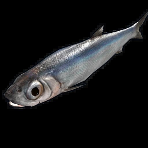 Anchovy Item