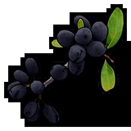 Black Berry Item