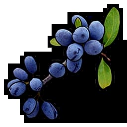 Blue Berry Item