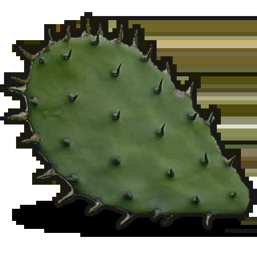 Cactus Flesh Item