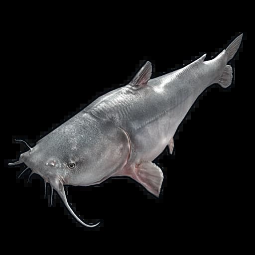 Catfish Item