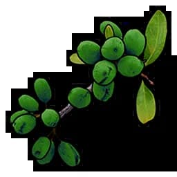 Green Berry Item