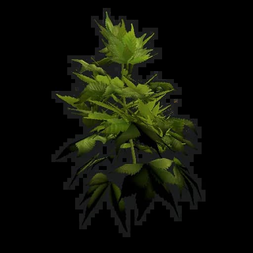 Hemp Clone Item