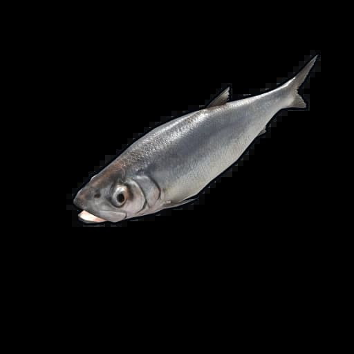 Herring Item
