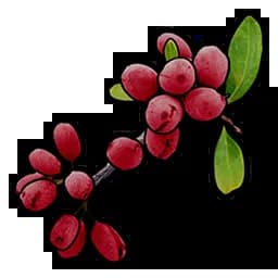 Red Berry Item