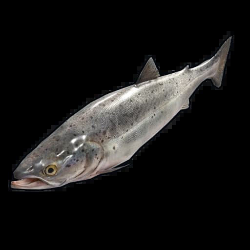 Salmon Item