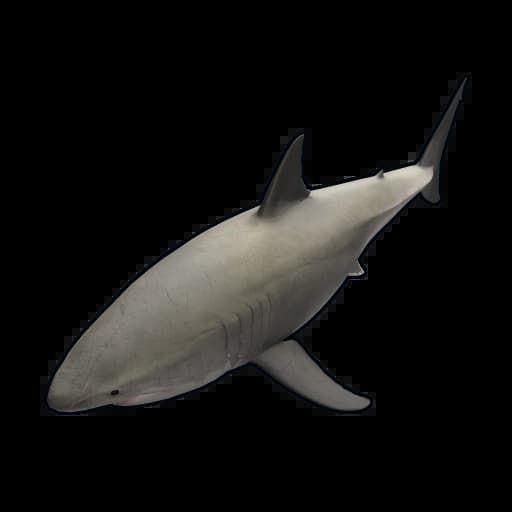 Small Shark Item