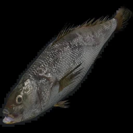 Small Trout Item