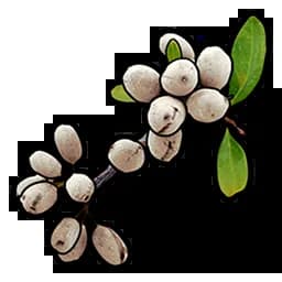 White Berry Item