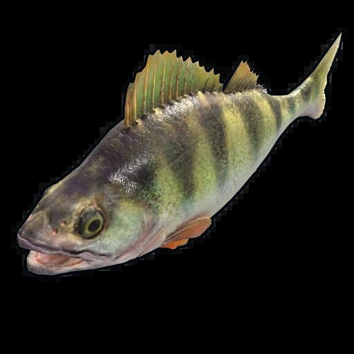 Yellow Perch Item